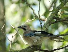 Eurasian Jay