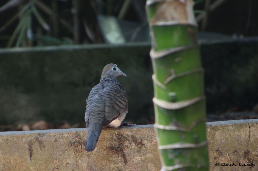 Zebra Dove