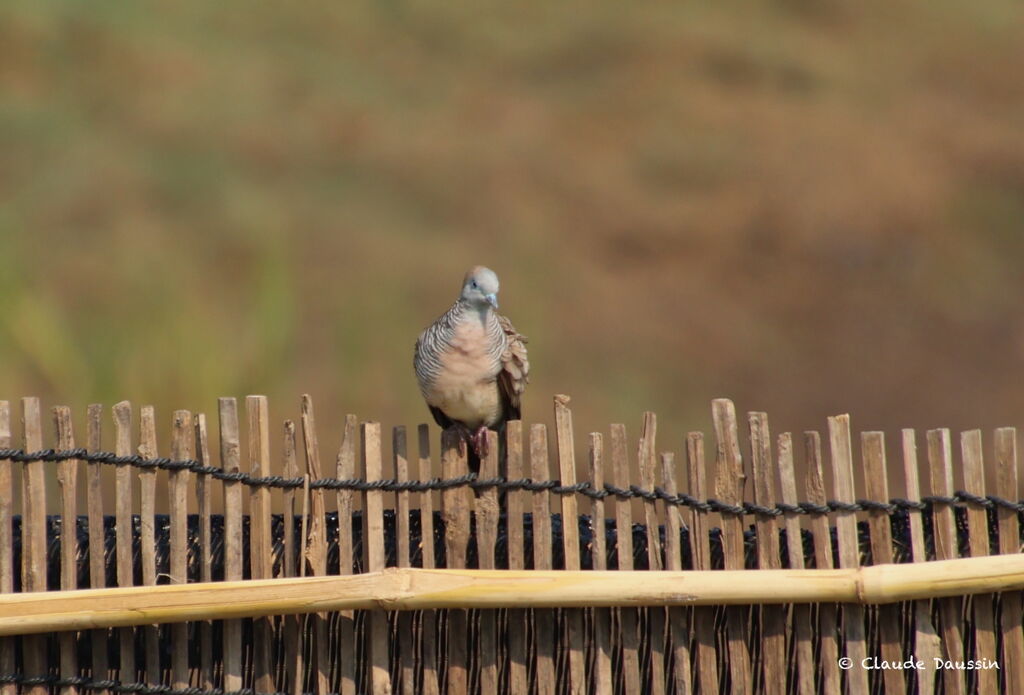 Zebra Dove