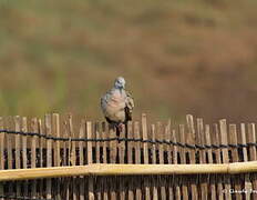 Zebra Dove