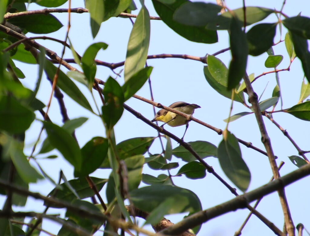 Golden-bellied Gerygone