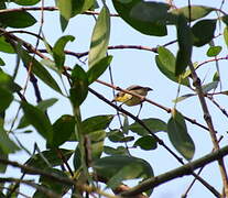 Golden-bellied Gerygone