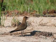 Collared Pratincole