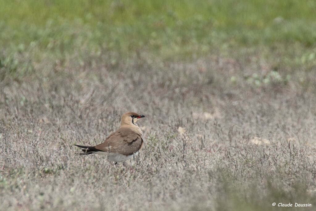 Collared Pratincole