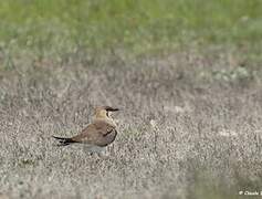 Collared Pratincole