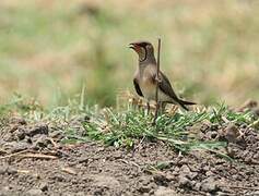 Collared Pratincole