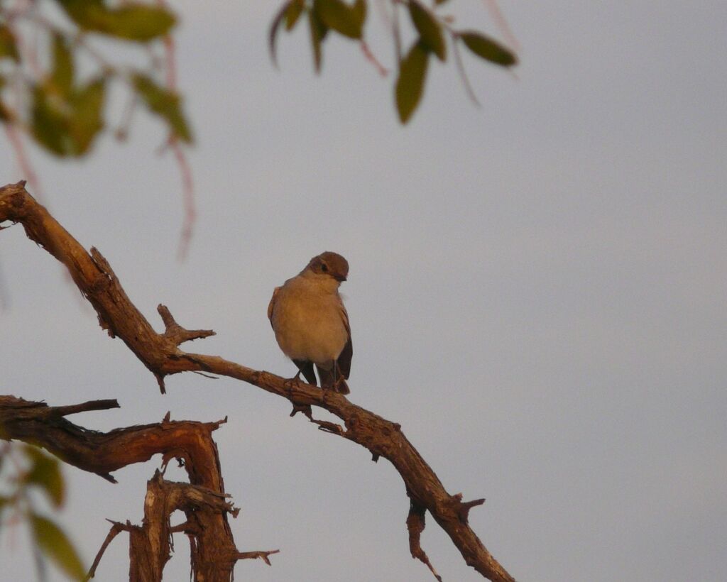 Marico Flycatcher