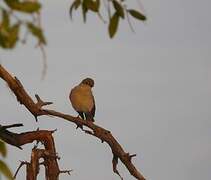 Marico Flycatcher