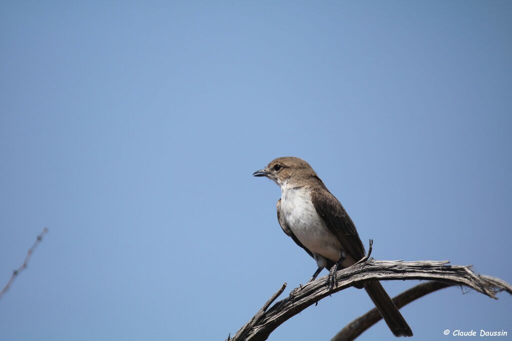 Marico Flycatcher