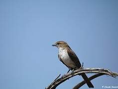 Marico Flycatcher