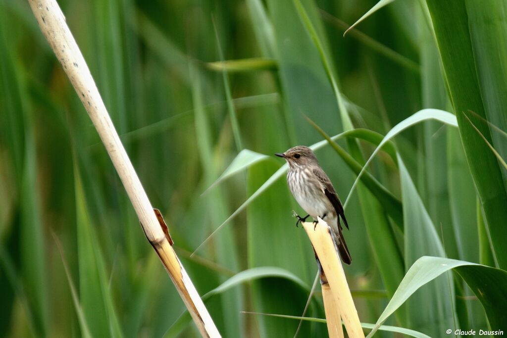 Spotted Flycatcher