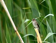 Spotted Flycatcher