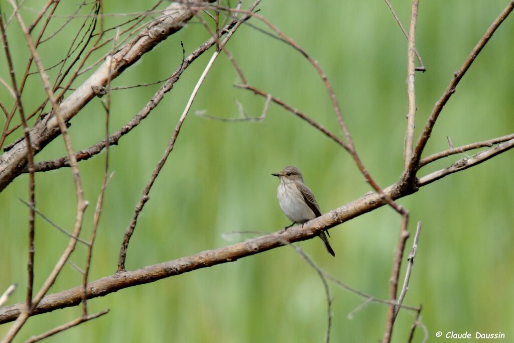 Spotted Flycatcher