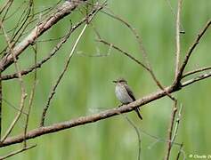 Spotted Flycatcher