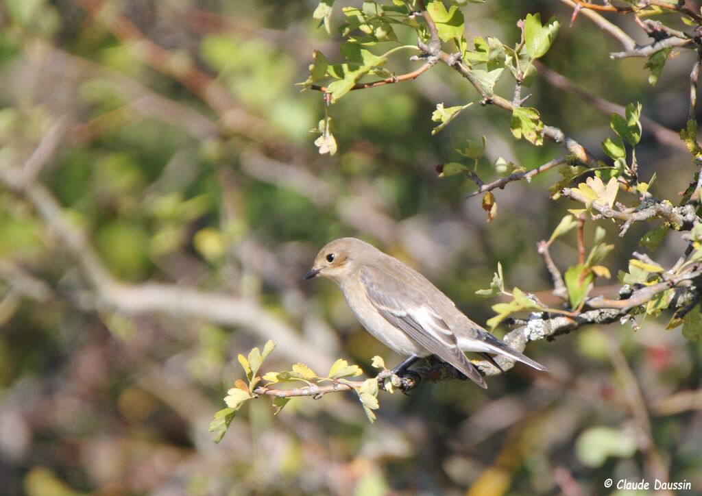 European Pied Flycatcher