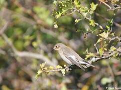 European Pied Flycatcher