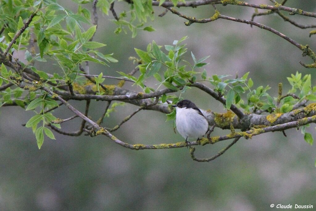 Gobemouche noir