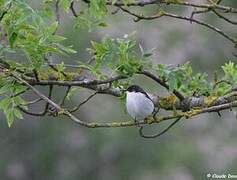 Gobemouche noir