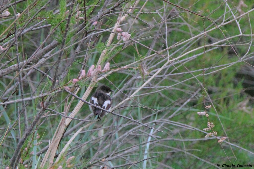 Gobemouche noir