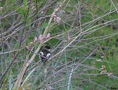 European Pied Flycatcher