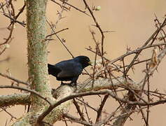 Southern Black Flycatcher