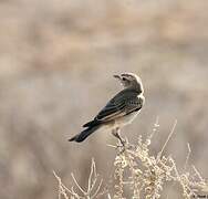 Chat Flycatcher