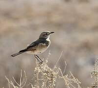 Chat Flycatcher