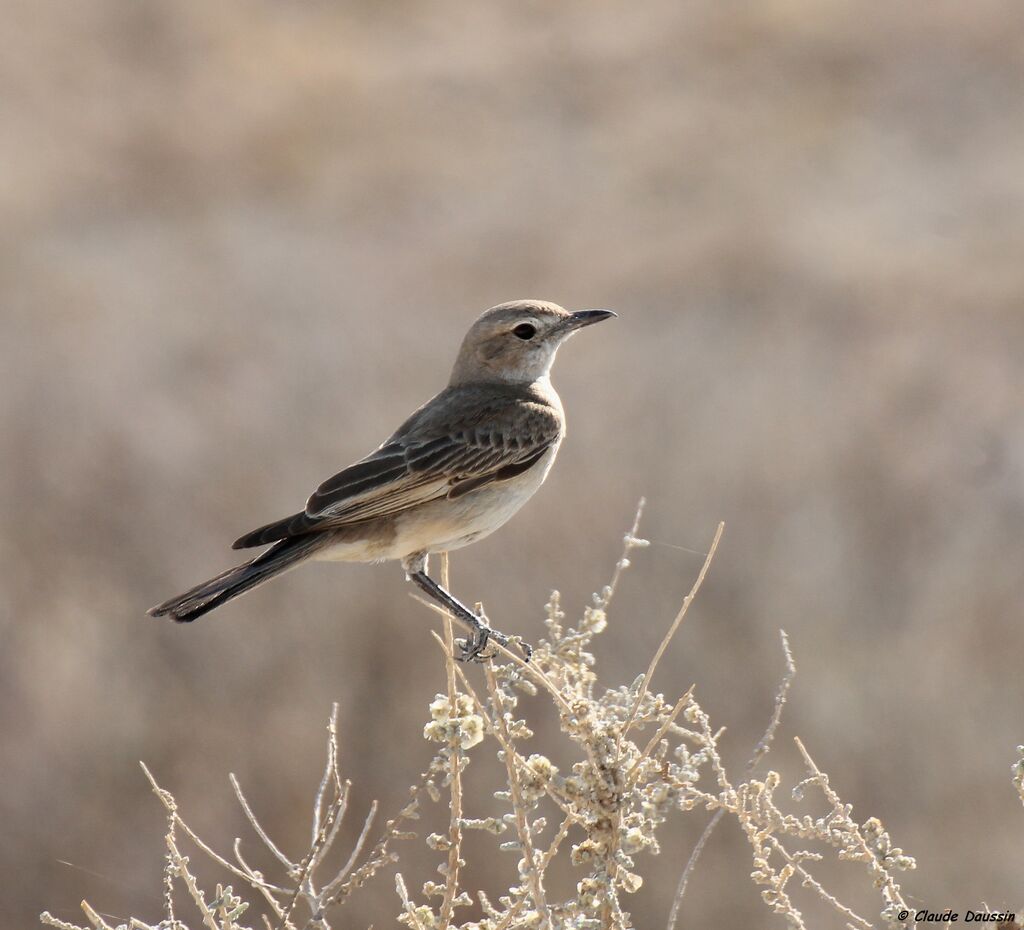 Chat Flycatcher