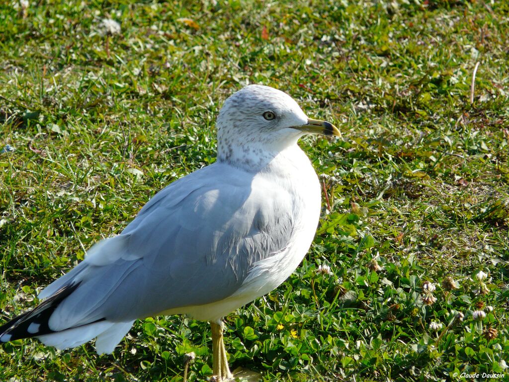 Ring-billed Gull