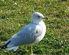 Ring-billed Gull