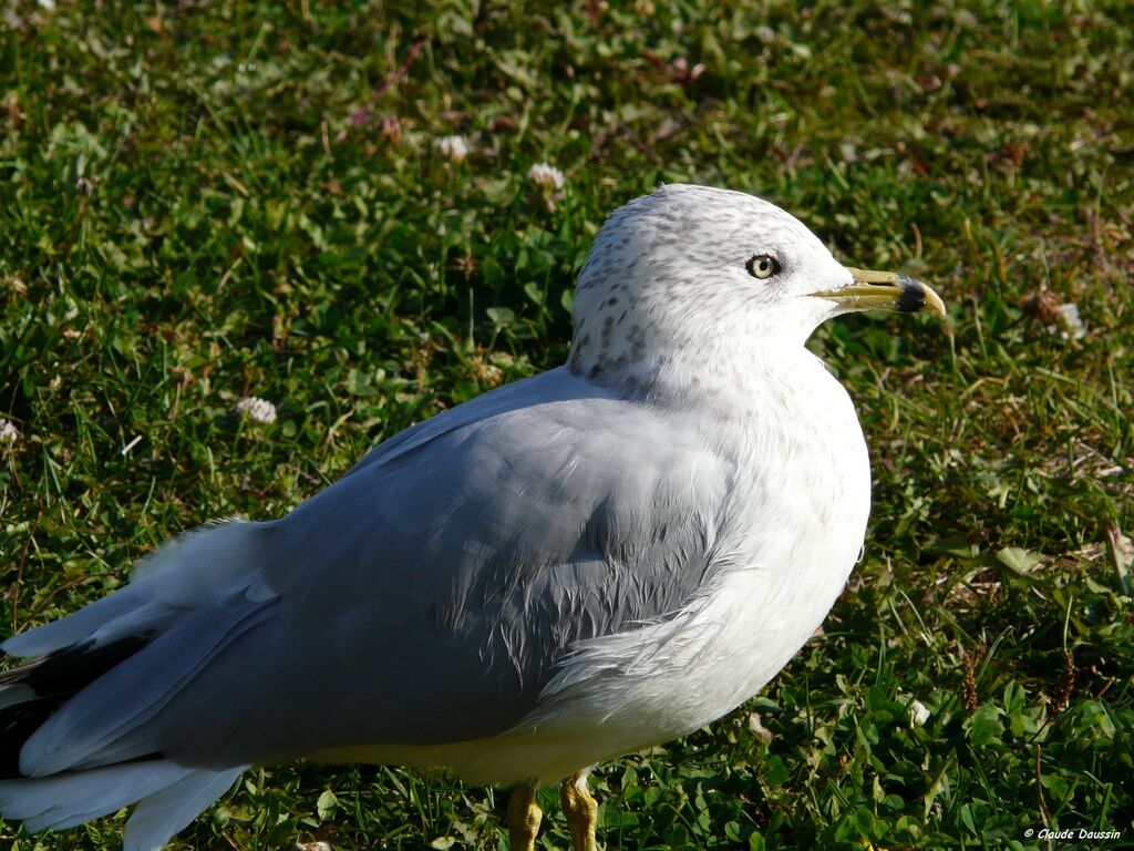 Ring-billed Gull