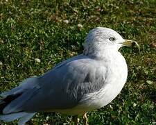 Ring-billed Gull