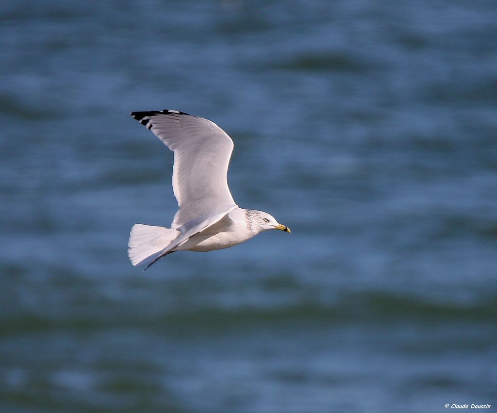 Ring-billed Gull