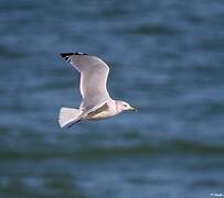 Ring-billed Gull