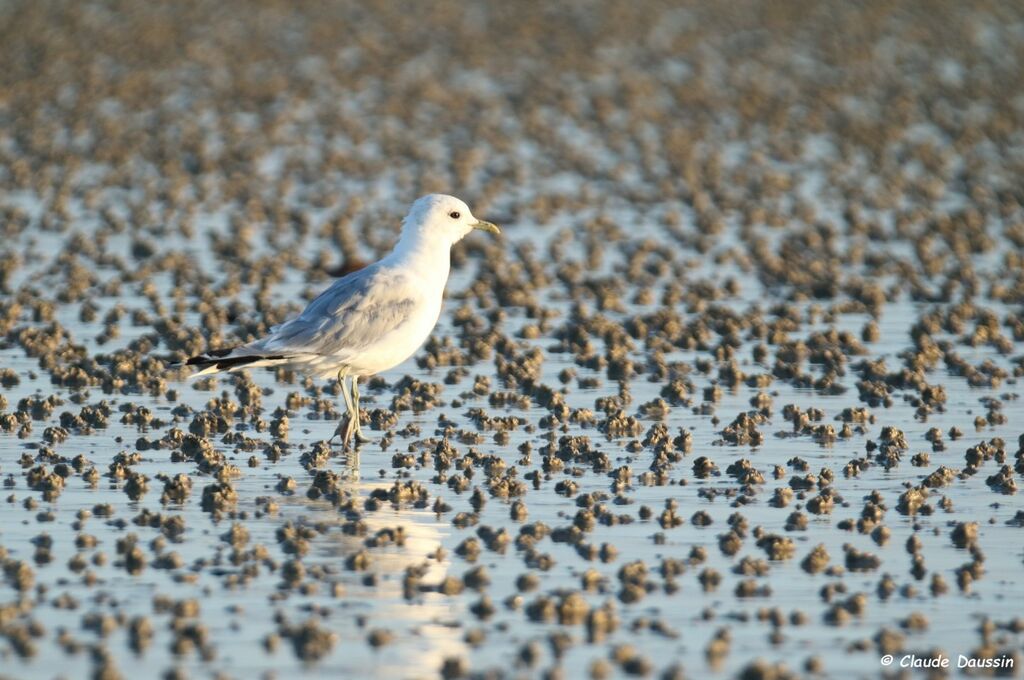 Mew Gull