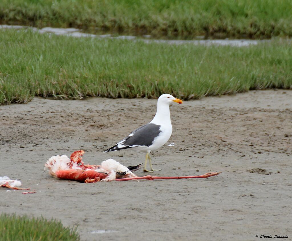 Kelp Gull