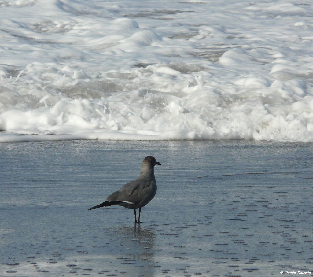 Grey Gull