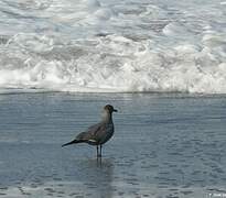 Grey Gull