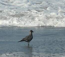 Goéland gris