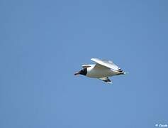 Pallas's Gull