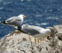 Yellow-legged Gull