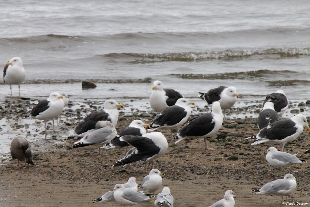 Great Black-backed Gull