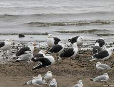 Great Black-backed Gull