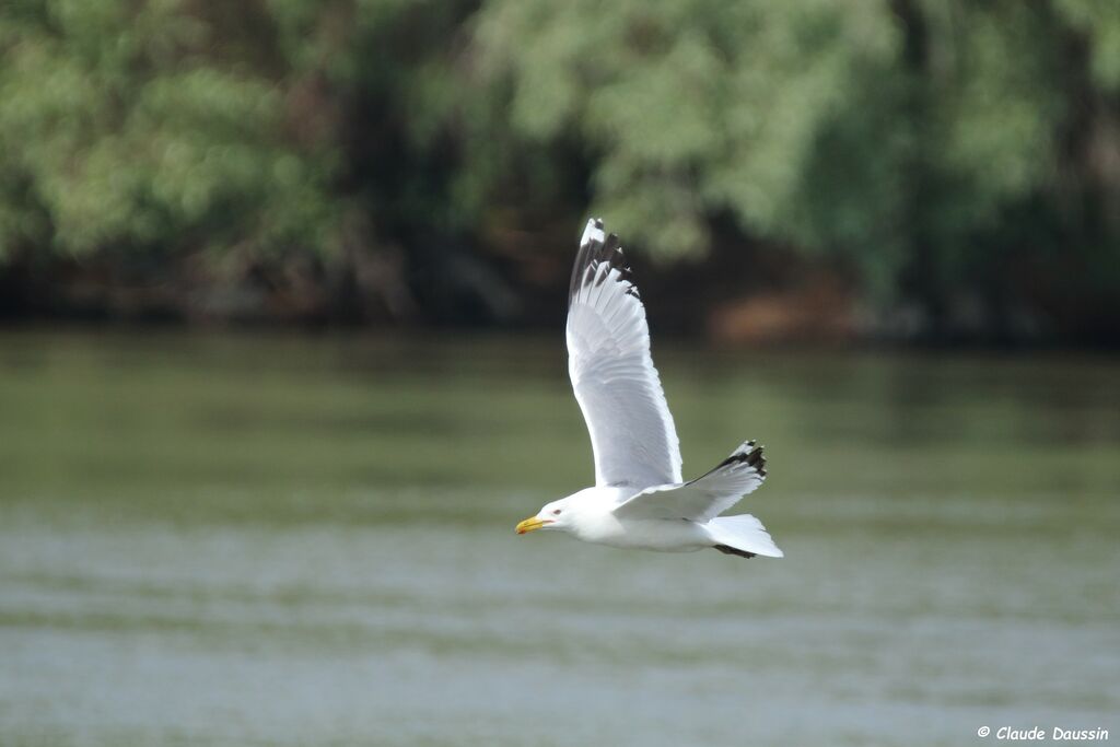 Caspian Gull, Flight