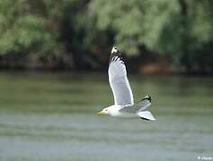 Caspian Gull