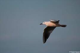 Slender-billed Gull