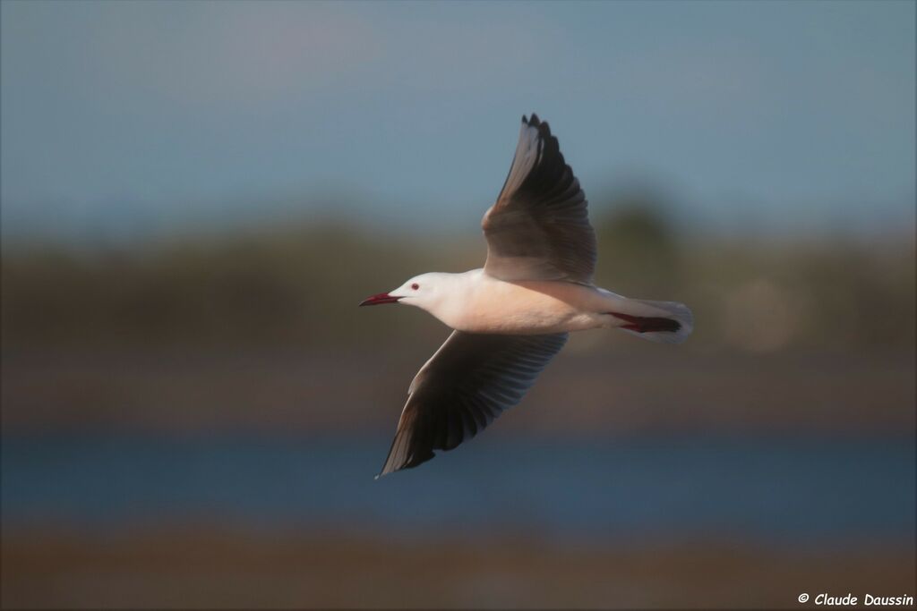 Slender-billed Gull