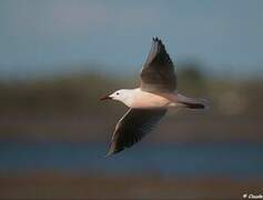 Slender-billed Gull