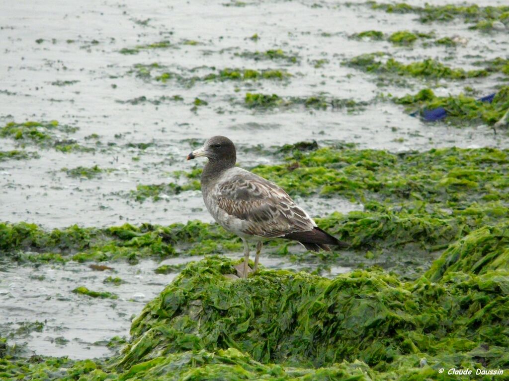 Belcher's Gull