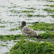 Belcher's Gull